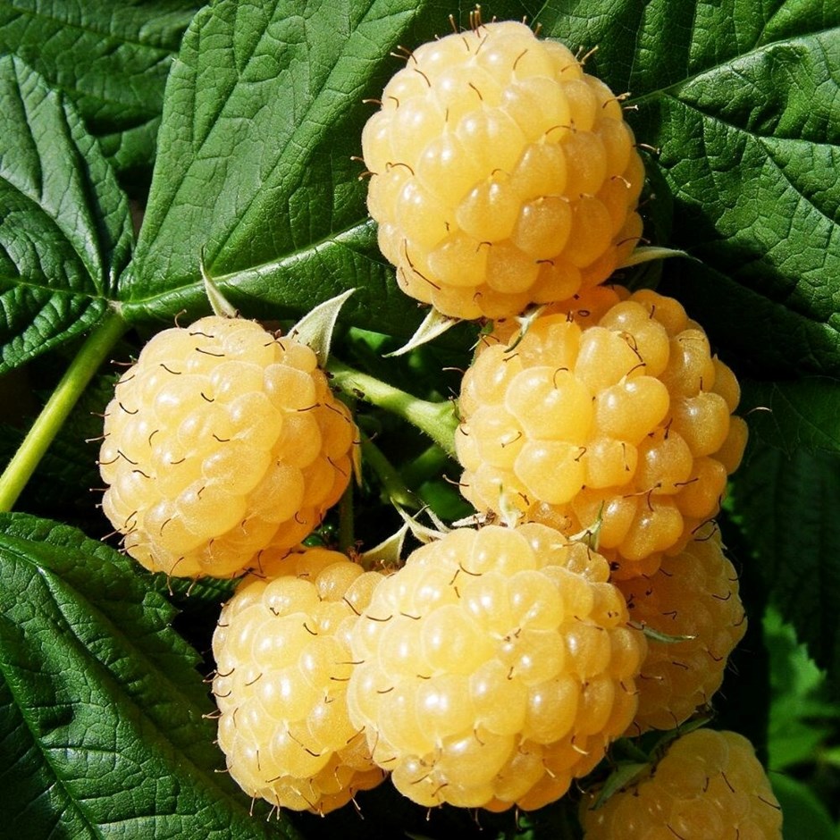 Raspberry All Gold | Autumn Fruiting (Primocane)