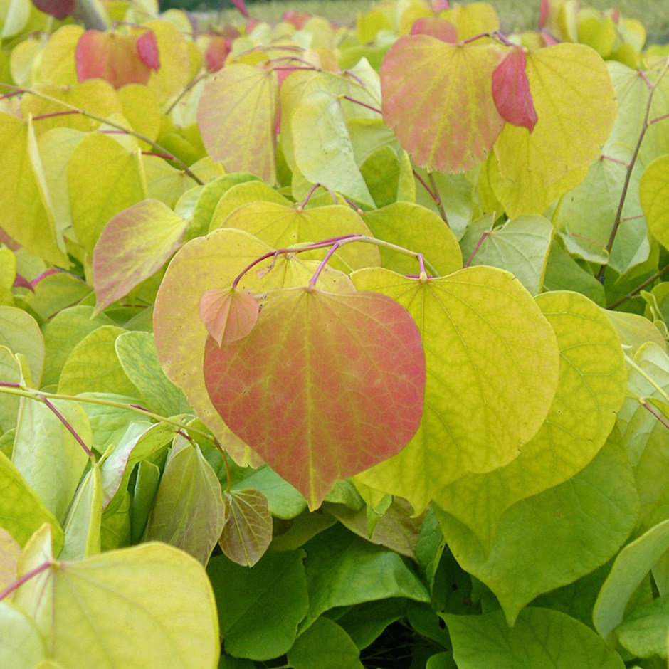 Cercis Canadensis Hearts Of Gold | American Redbud