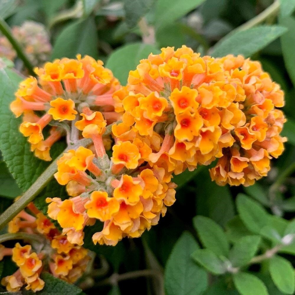 Buddleja × Weyeriana Sungold | Butterfly Bush