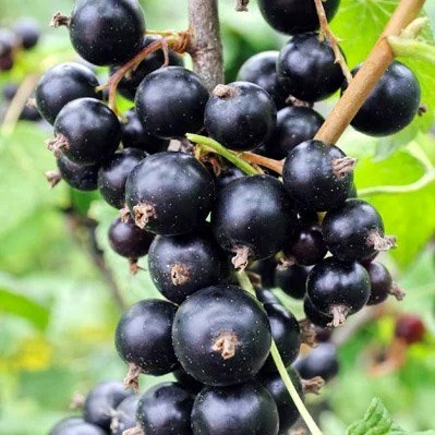 Blackcurrant Ben Sarek