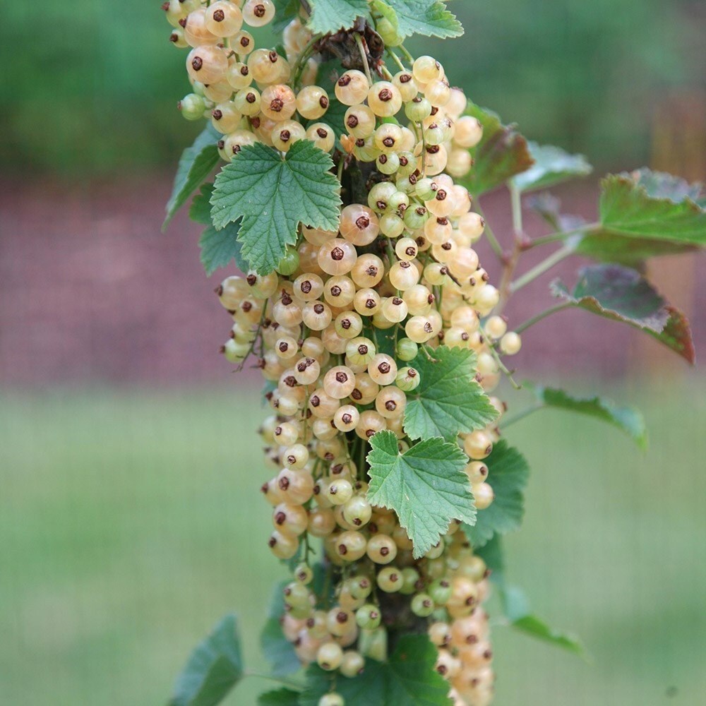 Whitecurrant Versailles Blanche