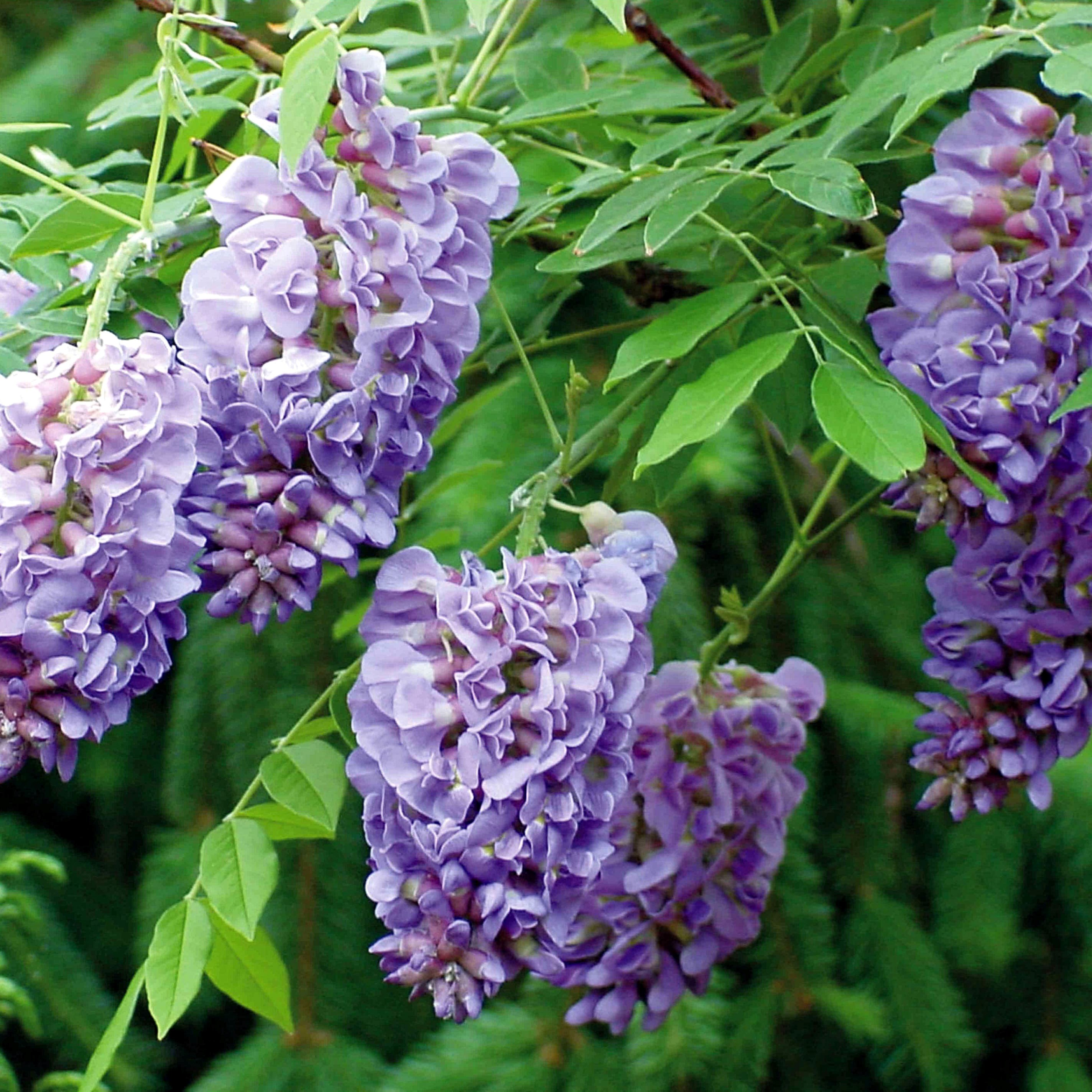 Wisteria Frutescens Amethyst Falls | Wisteria