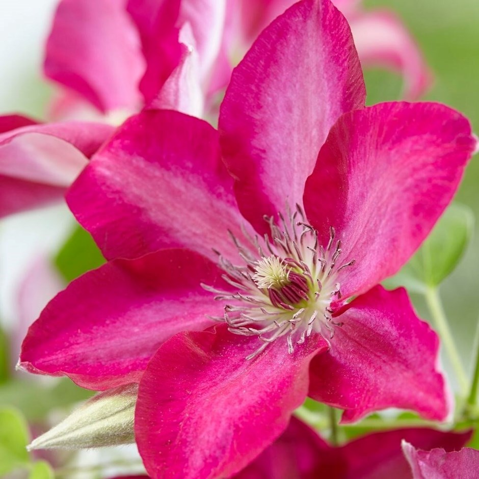 Clematis Tekla | Late Large Flowered Clematis (Group 3)
