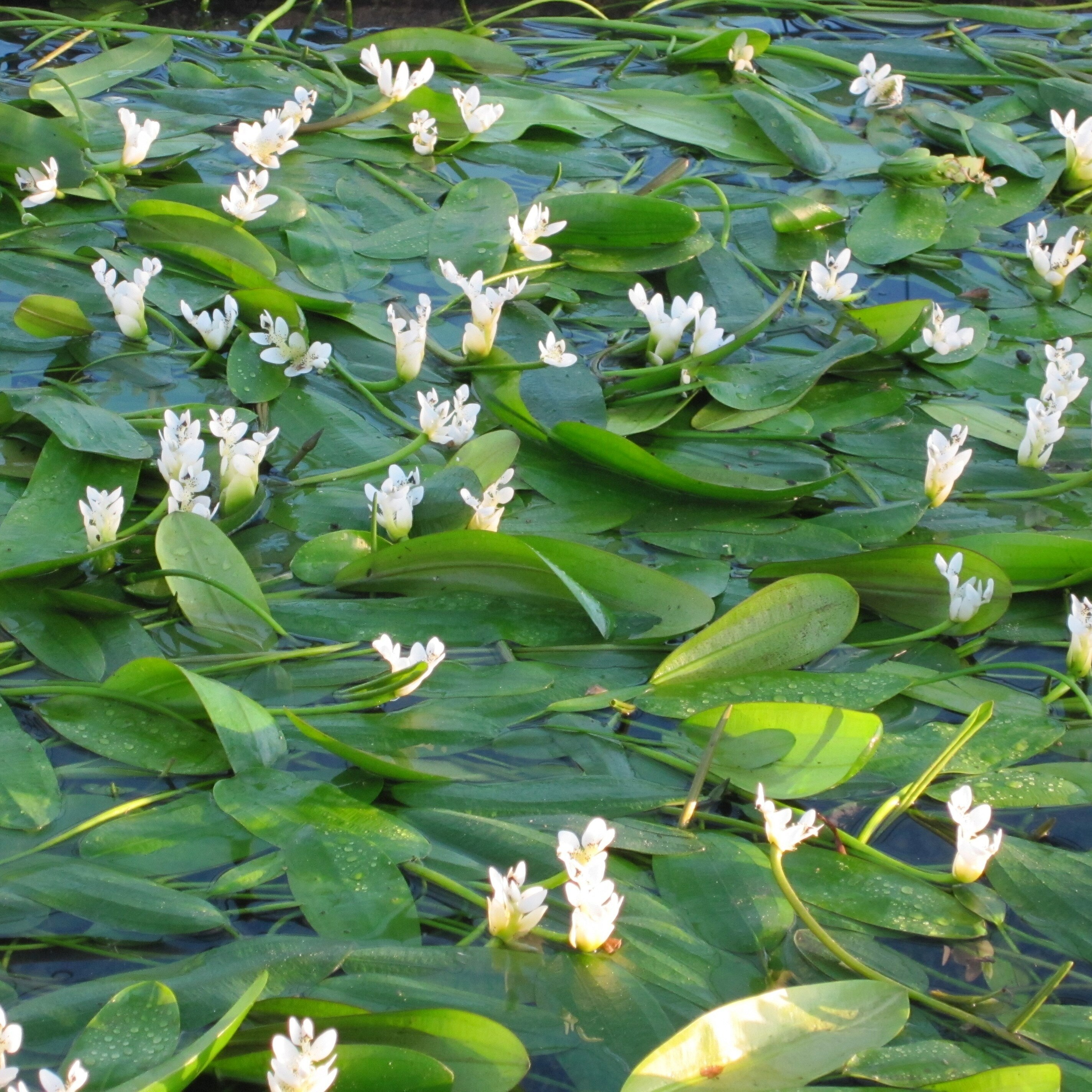 Aponogeton Distachyos | Water Hawthorn
