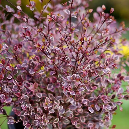 Lophomyrtus × ralphii Magic Dragon (PBR) | Lophomyrtus |