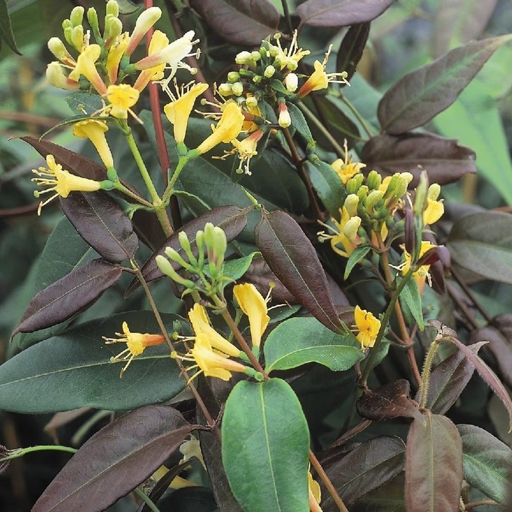 Lonicera Henryi Copper Beauty | Honeysuckle