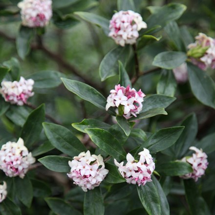 Daphne odora | Daphne |