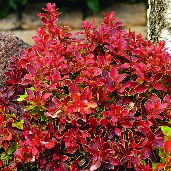 Berberis Thunbergii F. Atropurpurea Admiration | Barberry