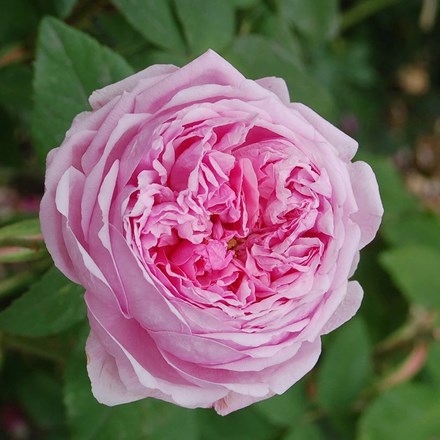 Rosa 'Comte de Chambord' | Portland (Madame Boll) Rose | 4L Potted rose
