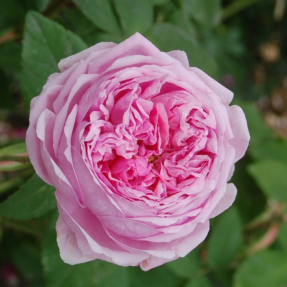 Rosa Comte De Chambord | Portland Bush Rose