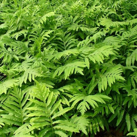 Onoclea sensibilis | Sensitive Fern |