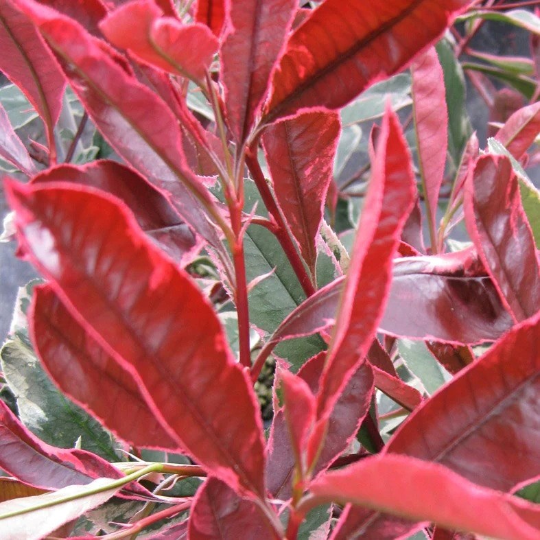 Photinia × Fraseri Pink Marble