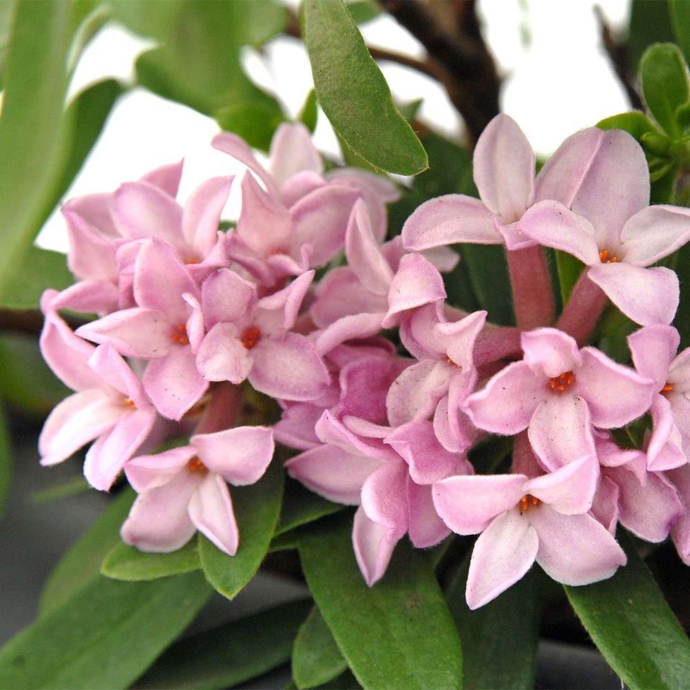 Daphne × Transatlantica Pink Fragrance