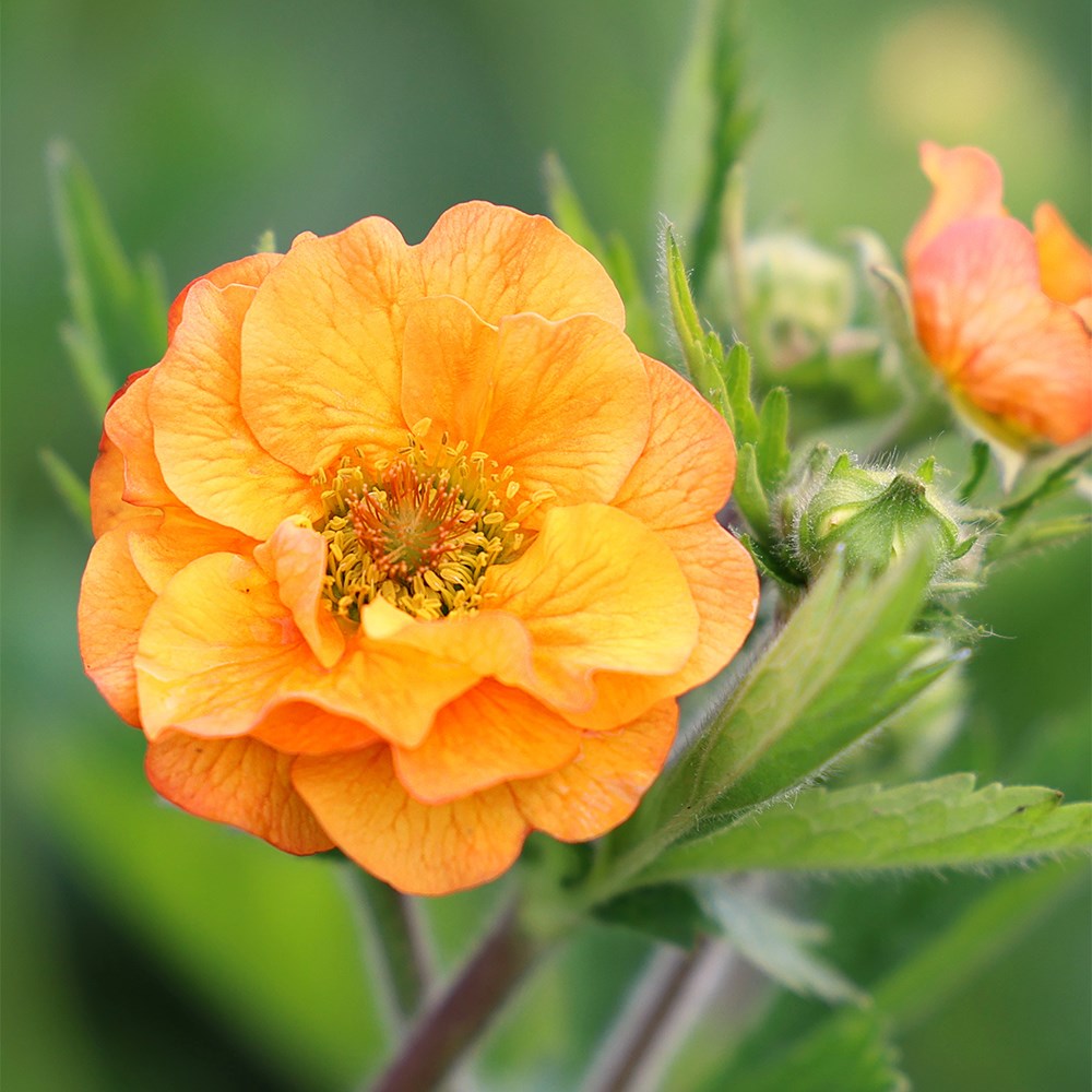 Geum Totally Tangerine | Avens