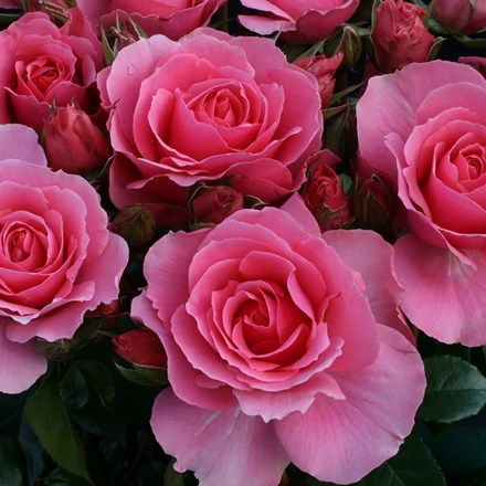 Rosa You're Beautiful | Floribunda Bush Rose