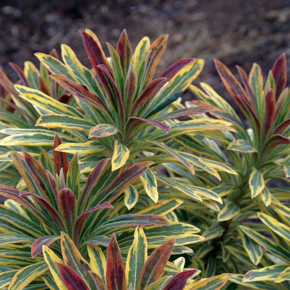 Euphorbia × Martini Ascot Rainbow | Spurge