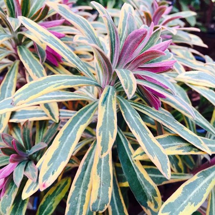Euphorbia × martini 'Ascot Rainbow' (PBR) | Spurge |