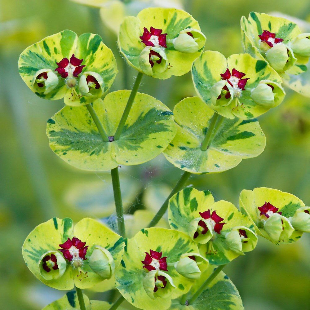 Euphorbia × Martini Ascot Rainbow | Spurge