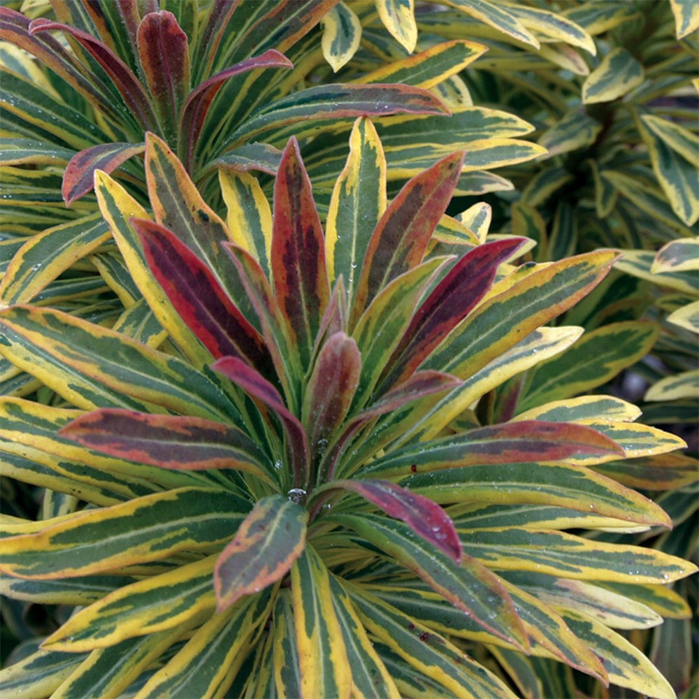 Euphorbia × Martini Ascot Rainbow | Spurge