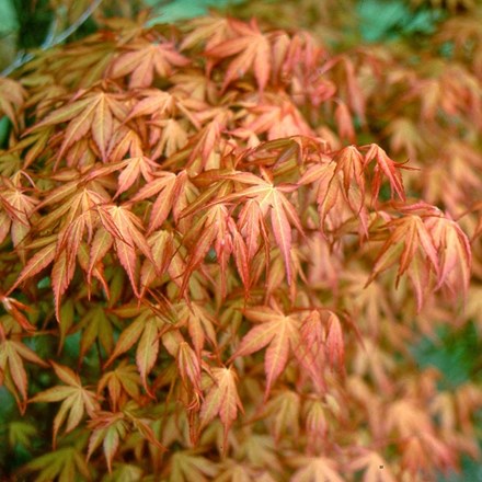 Acer palmatum 'Katsura' | Japanese Maple |  | 40cm tall