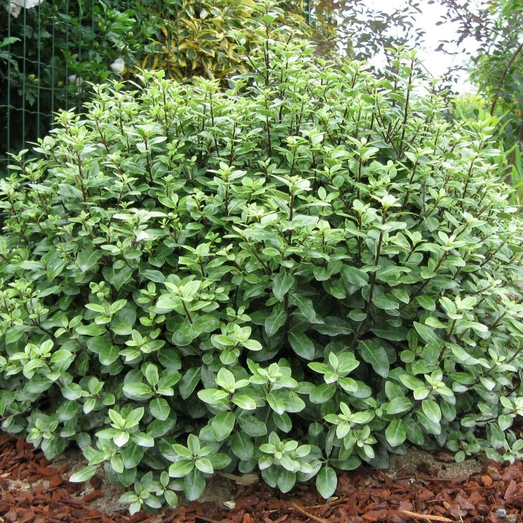 Pittosporum Tenuifolium Golf Ball | Kohuhu