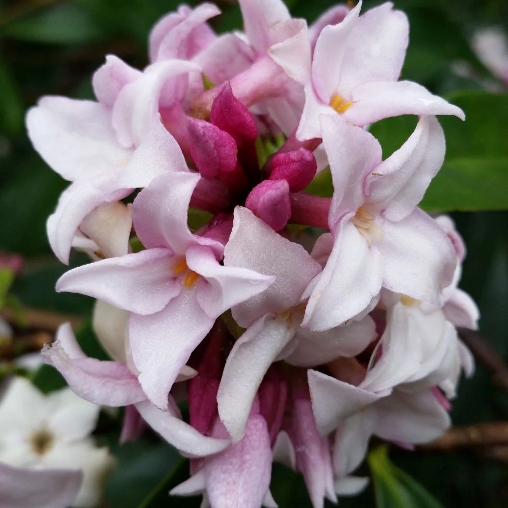 Daphne Perfume Princess