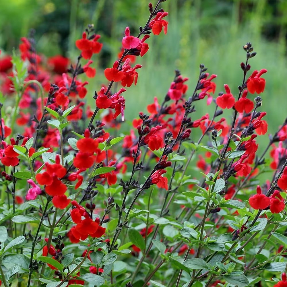 Salvia Royal Bumble | Sage