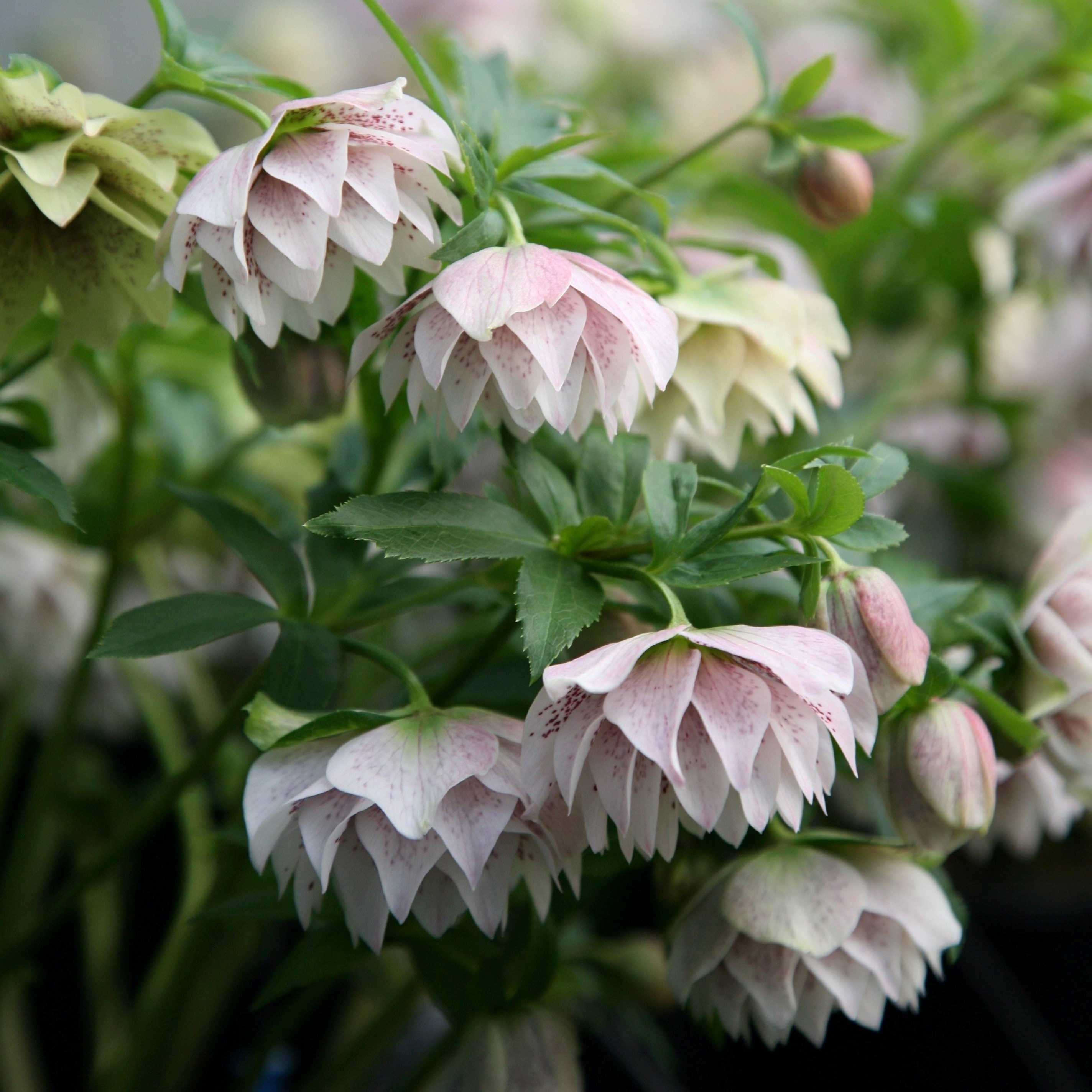 Helleborus Harvington Double Lilac Speckled | Lenten Rose Or Hellebore