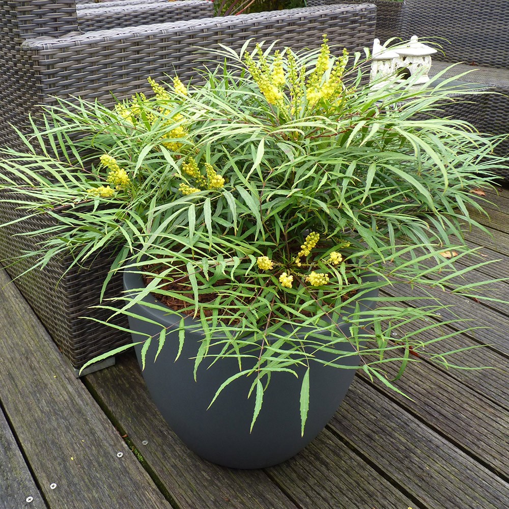 Mahonia Eurybracteata Subsp. Ganpinensis Soft Caress