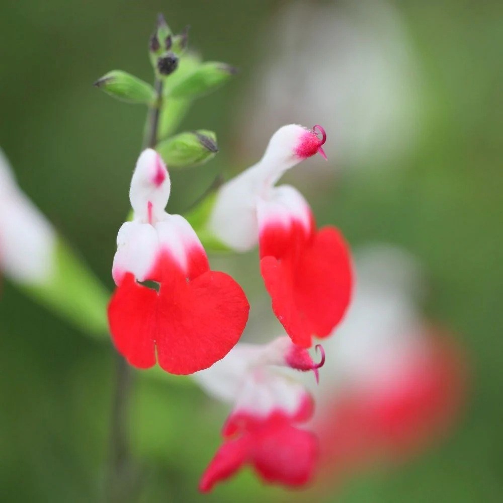 Salvia Hot Lips | Salvia