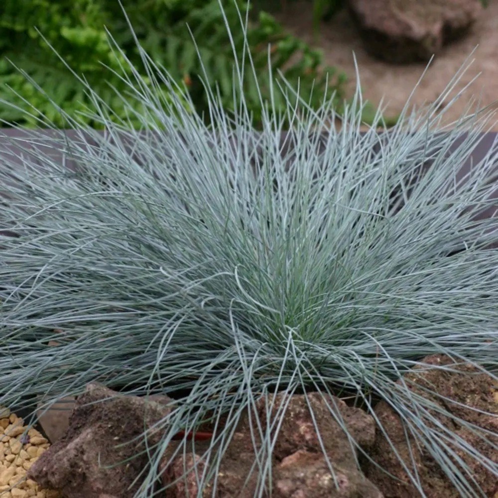 Festuca Glauca Intense Blue | Blue Fescue