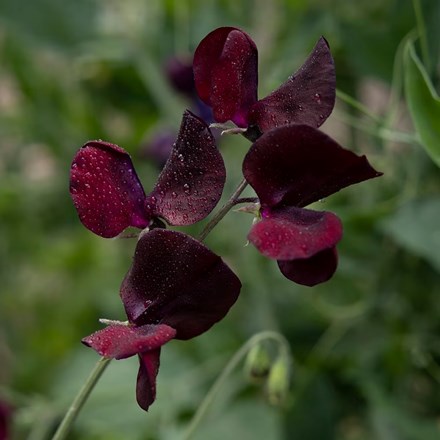Lathyrus odoratus Midnight | Spencer Sweet Pea