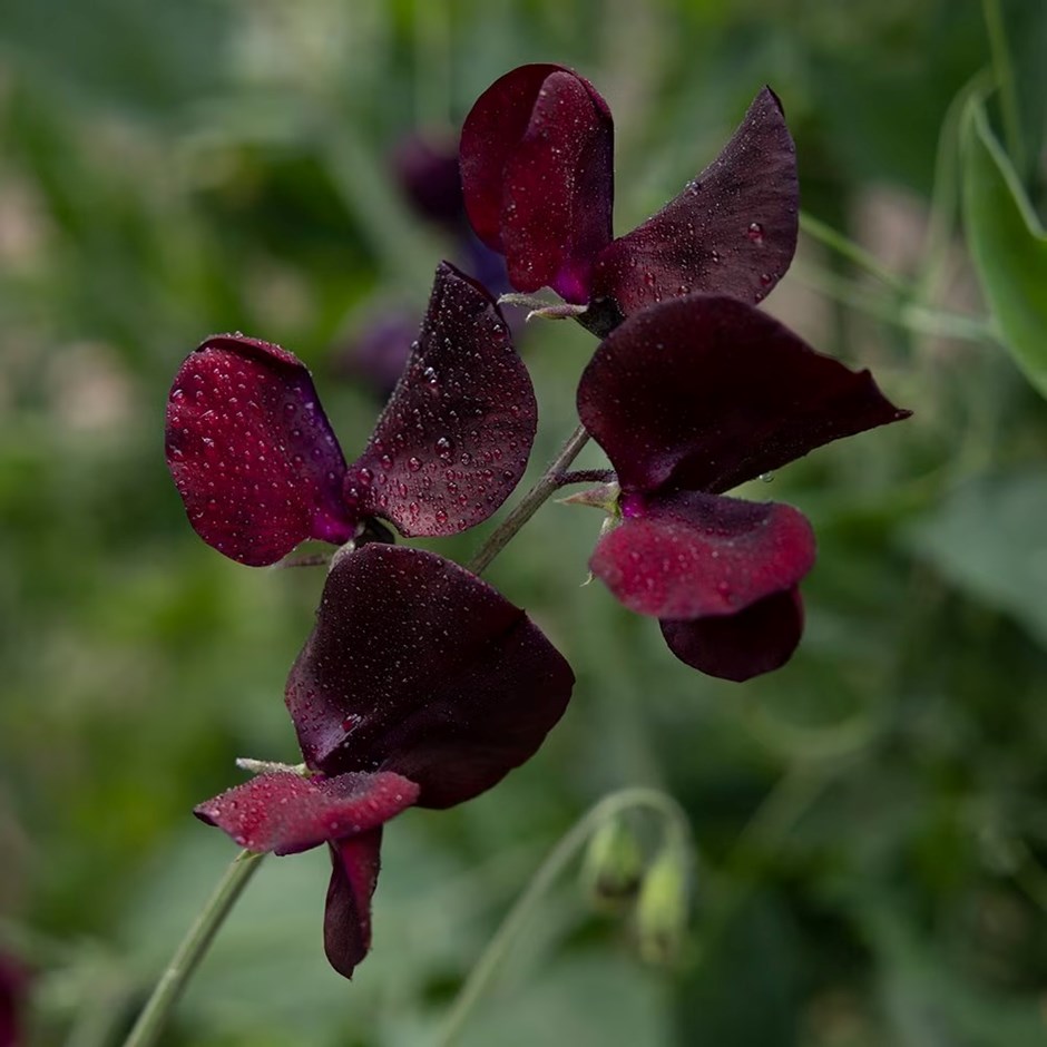 Lathyrus odoratus Midnight | Spencer Sweet Pea