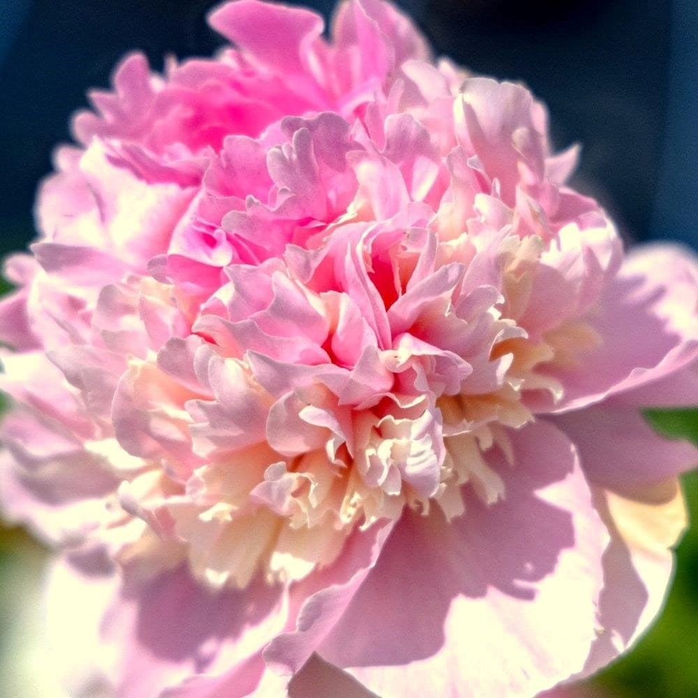 Paeonia Lactiflora Angel Cheeks | Paeony Or Peony