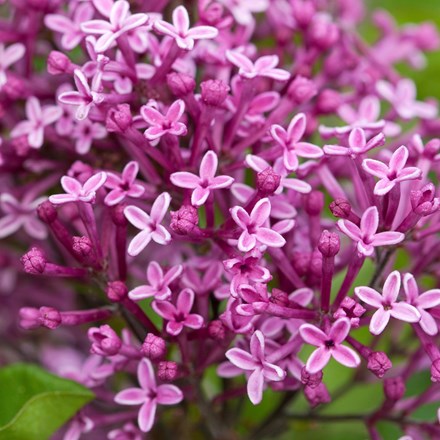 Syringa Bloomerang Dark Purple | Repeat Flowering Lilac