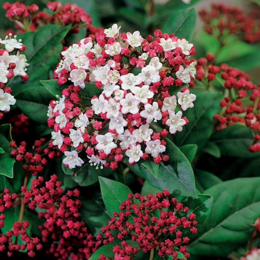 Viburnum Tinus Lisarose | Laurustinus