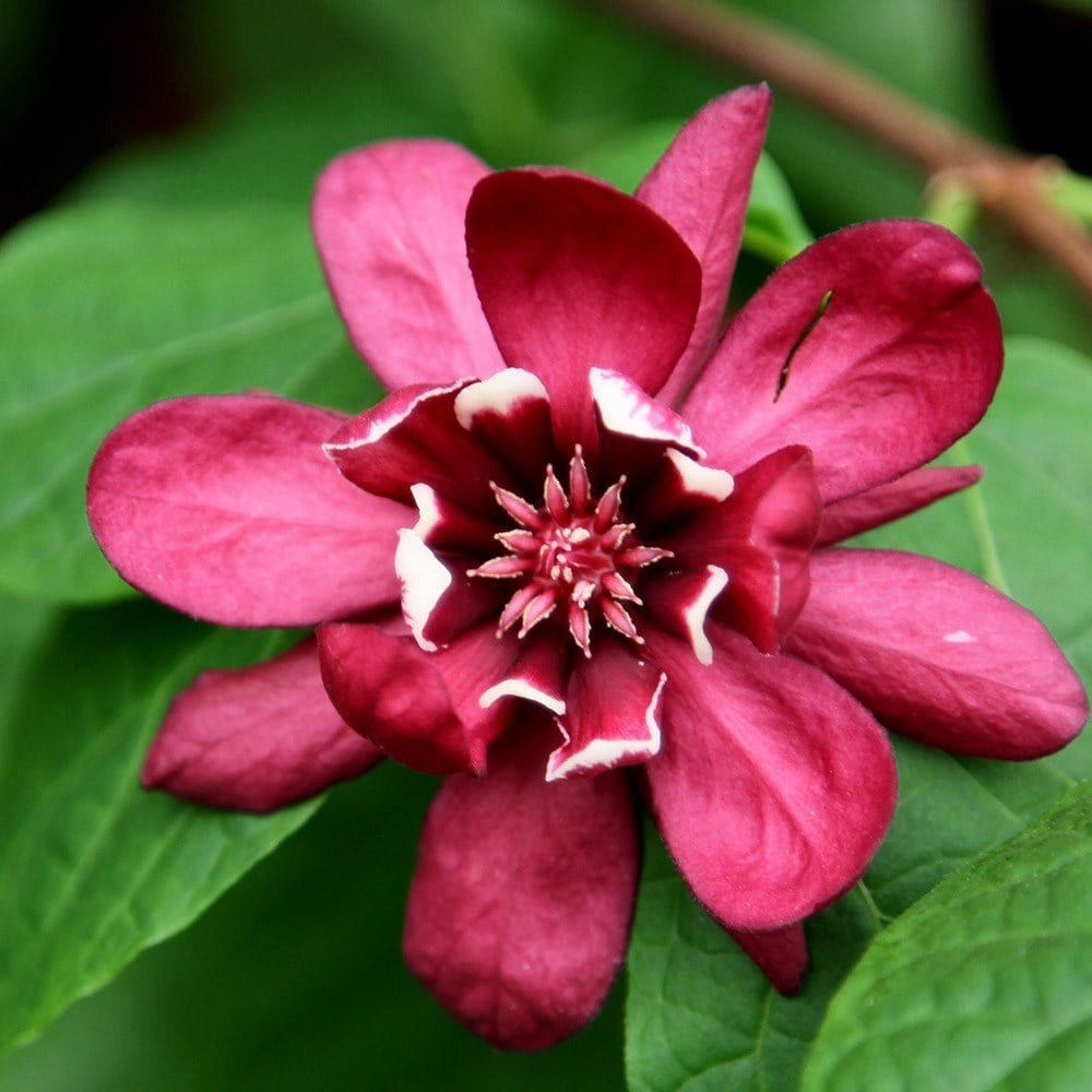 Calycanthus × Raulstonii Hartlage Wine | Carolina Allspice