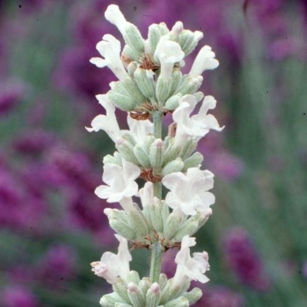 Lavandula angustifolia 'Arctic Snow' | Lavender |
