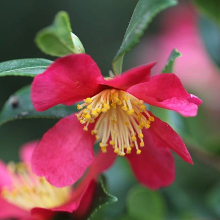Camellia × vernalis Yuletide