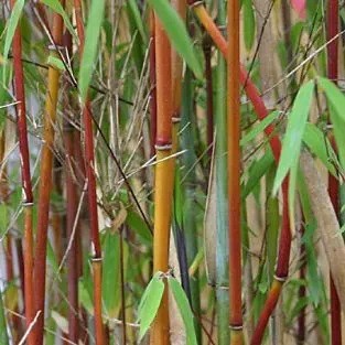 Fargesia Red Panda | Umbrella Bamboo