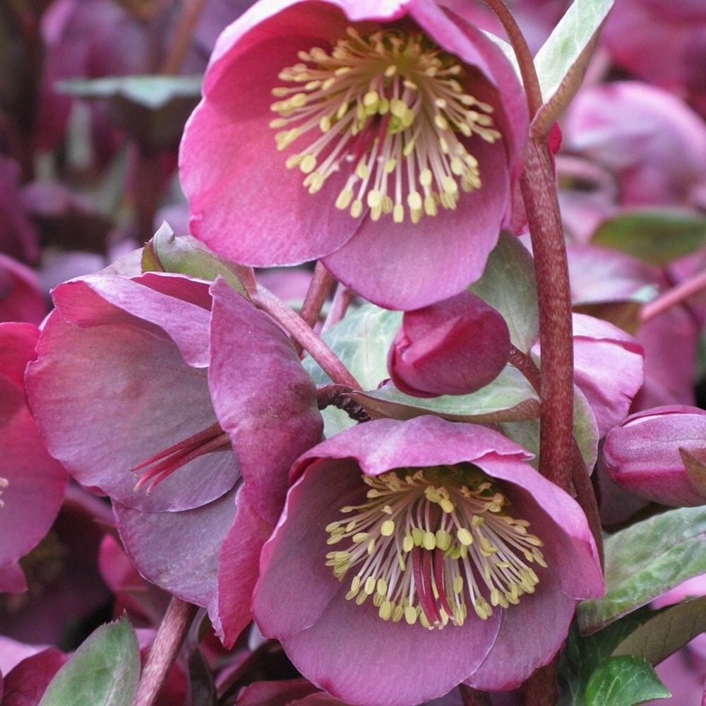 Helleborus Pennys Pink | Hellebore