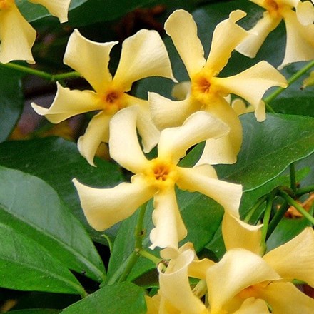 Trachelospermum Jasminoides Star Of Toscana | Yellow Star Jasmine