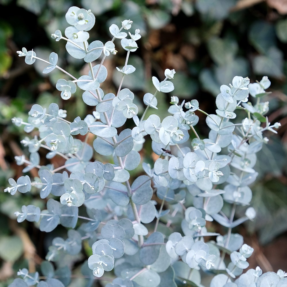 Eucalyptus Gunnii Azura | Cider Gum