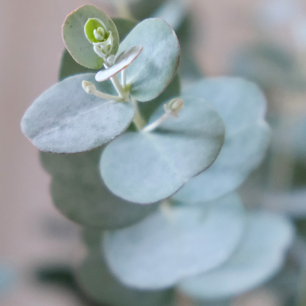 Eucalyptus Gunnii Azura | Cider Gum