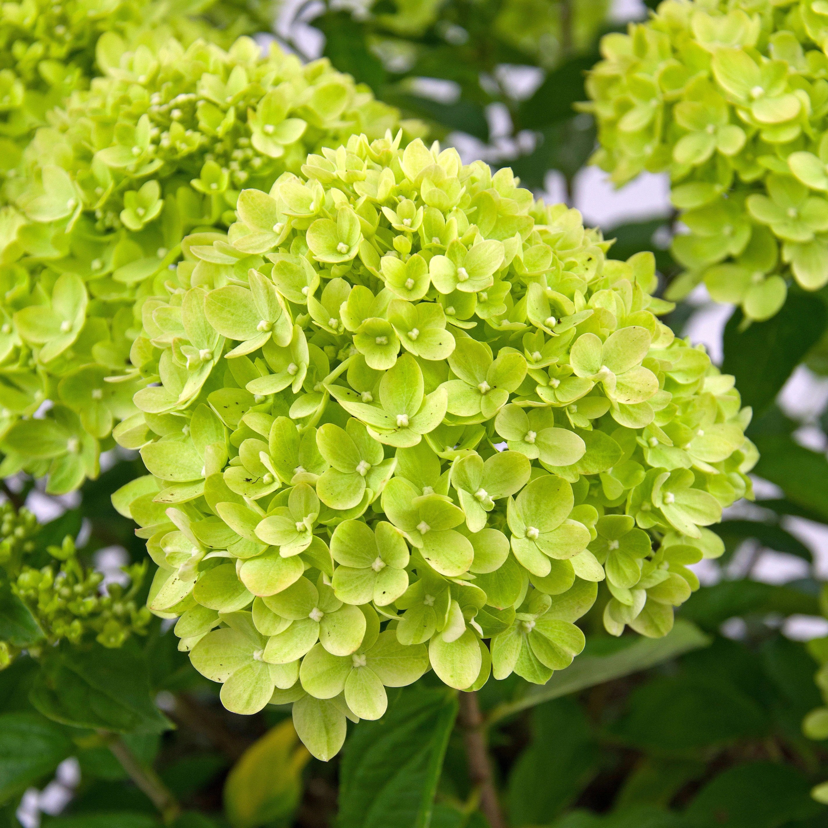 Hydrangea Paniculata Little Lime
