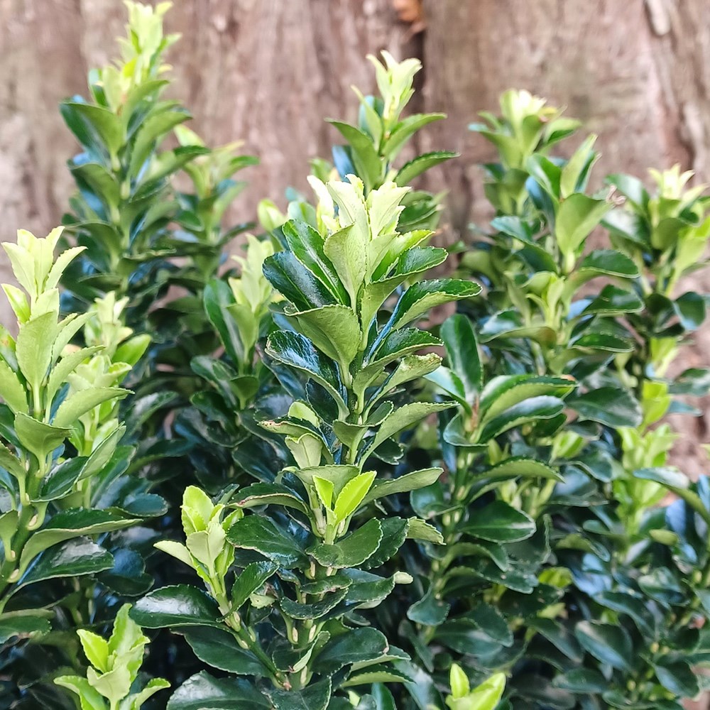 Euonymus Japonicus Green Rocket | Japanese Euonymus