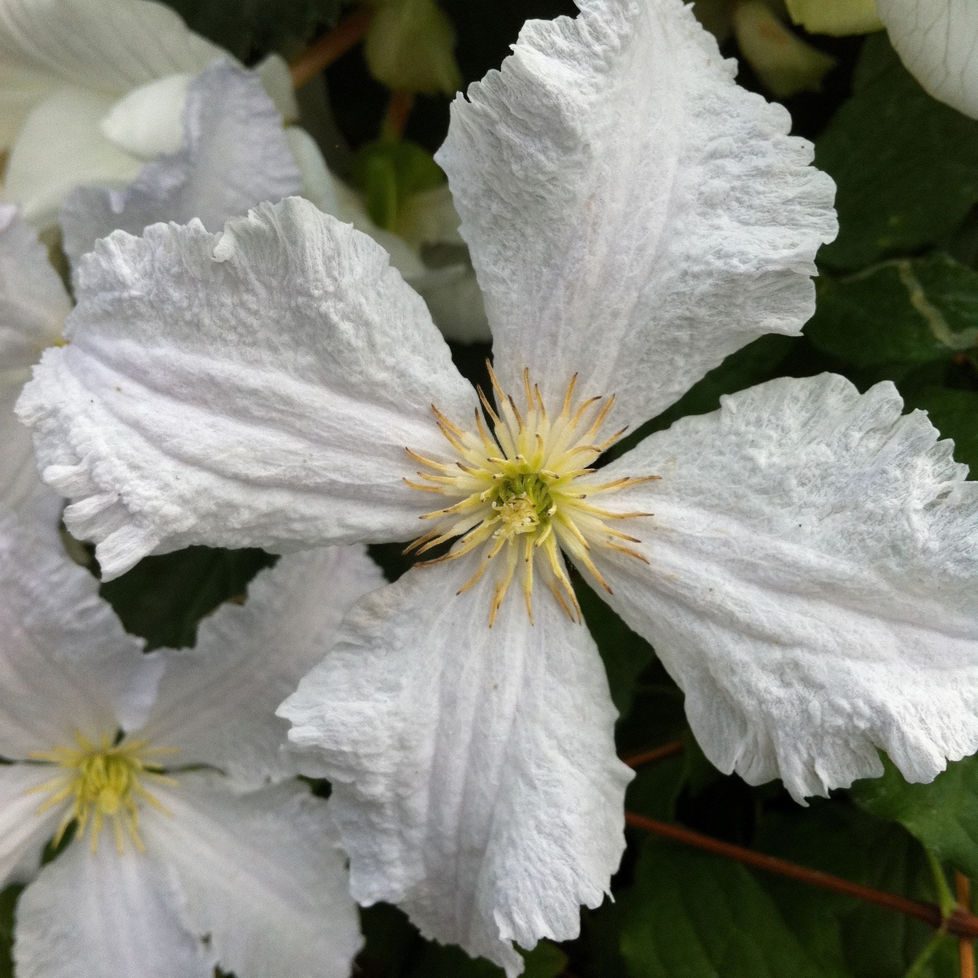 Clematis Prince George