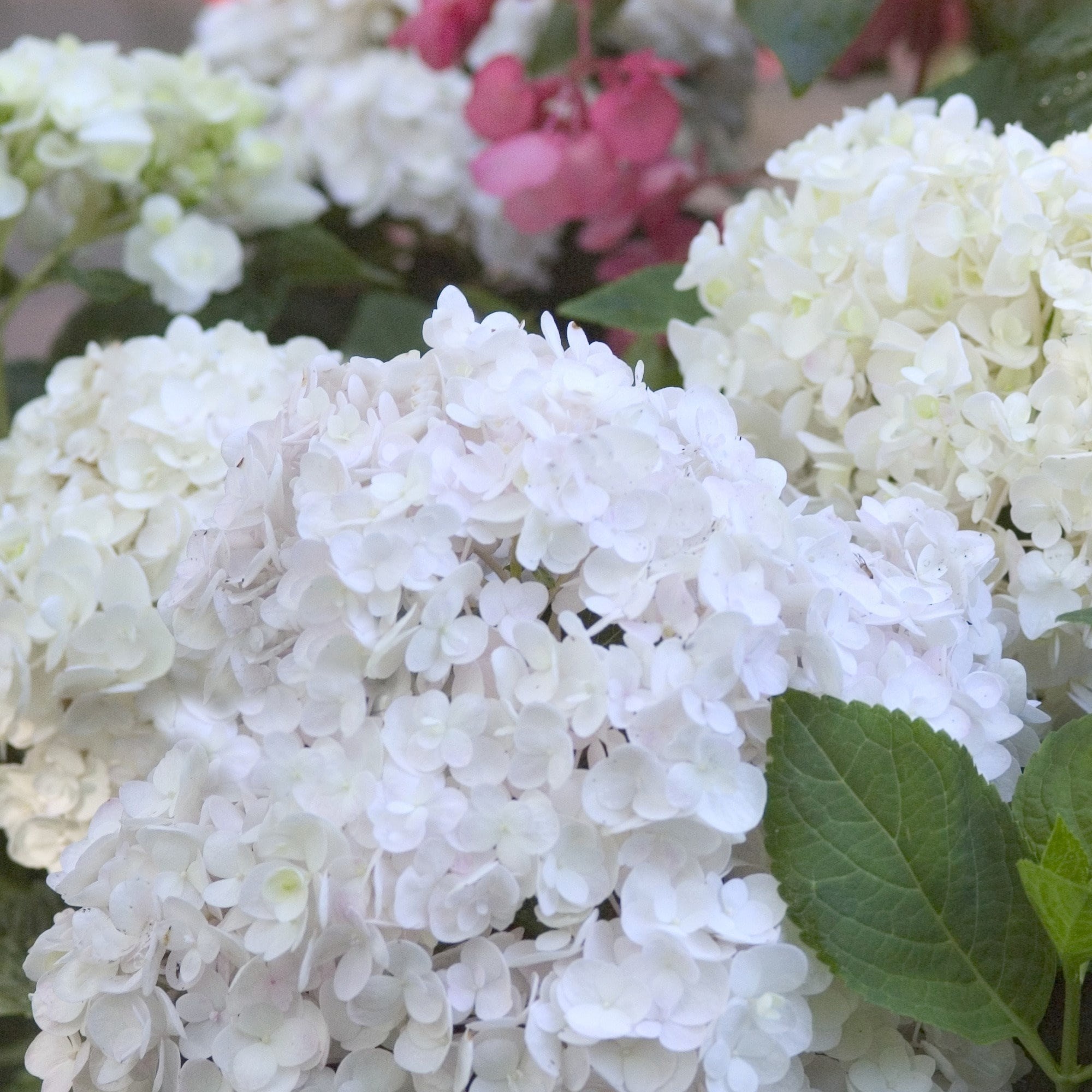 Hydrangea Macrophylla Blushing Bride