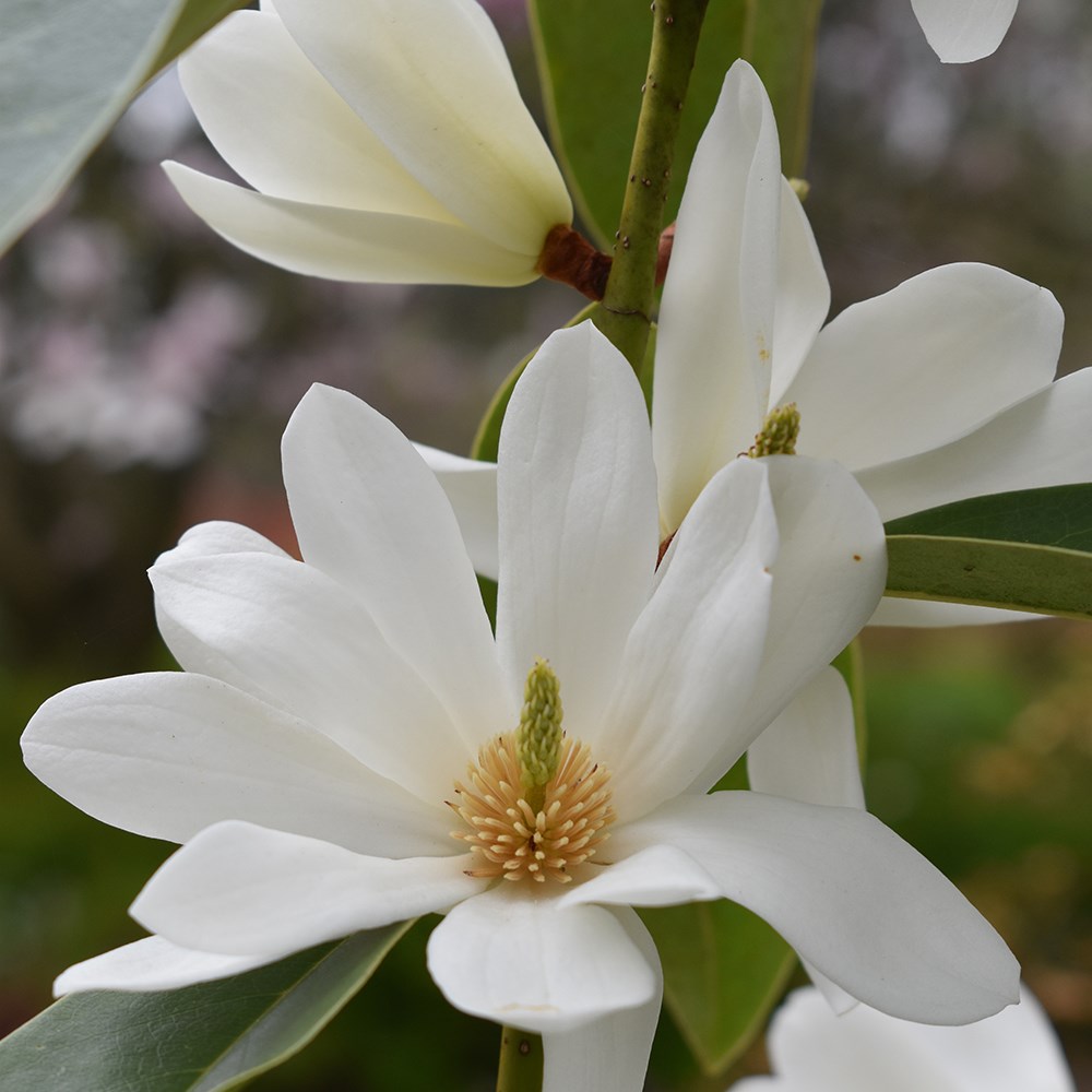 Magnolia Fairy Magnolia White | Fairy Magnolia