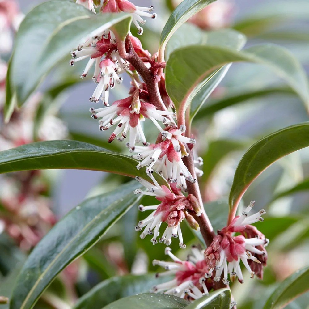 Sarcococca Hookeriana Winter Gem | Sweet Box